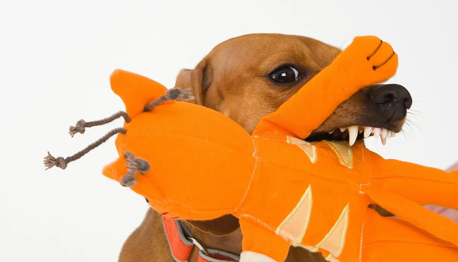 Doggles Cast of Characters Large Dog Toy, Brown Squirrel